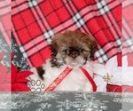 Small #2 Shih Tzu
