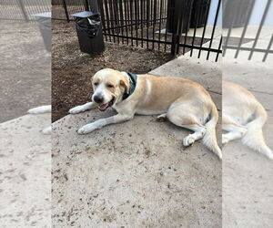 Cliff - Male Alaskan Malamute-Great Pyrenees Mix Dog for Adoption - Photo #6