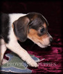 Small Photo #6 Beagle Puppy For Sale in COPPOCK, IA, USA