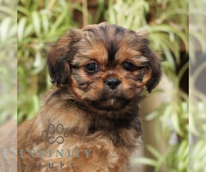 Zuchon Puppy for sale in MORGANTOWN, PA, USA