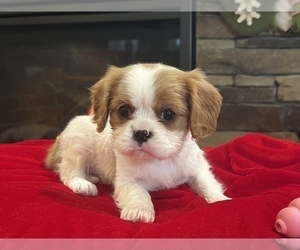 Cavalier King Charles Spaniel Puppy for sale in NOBLESVILLE, IN, USA