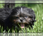 Small #4 Shih Tzu