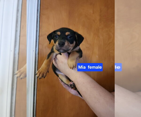 Medium Photo #1 Mutt Puppy For Sale in Evansville, IN, USA
