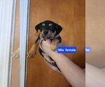 Small Mutt