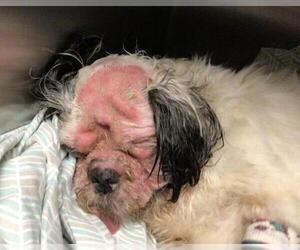 Shih Tzu-Unknown Mix Dogs for adoption in Riverside, CA, USA