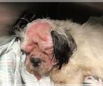 Small Shih Tzu Mix