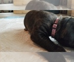 Small Photo #23 Mastiff Puppy For Sale in FULTON, NY, USA