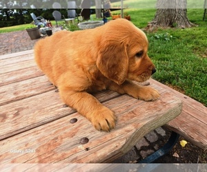 Golden Retriever Puppy for sale in LEON, KS, USA