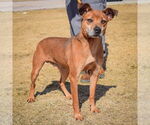 Small #3 German Pinscher-Jack Russell Terrier Mix