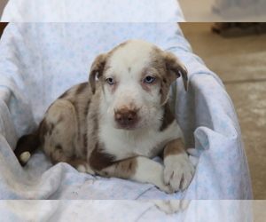Border Collie-Hangin Tree Cowdog Mix Puppy for sale in SHILOH, OH, USA