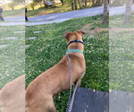 Small #3 Black Mouth Cur Mix