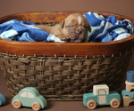 Small #26 Olde English Bulldogge