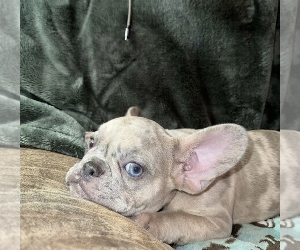 Medium Photo #1 French Bulldog Puppy For Sale in RICHARDS, TX, USA