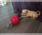 Small Photo #7 Goldendoodle Puppy For Sale in JEDDO, MI, USA