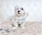 Small #11 Maltese