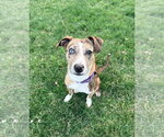 Small #6 Catahoula Leopard Dog Mix