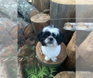 Father of the Maltipoo-Shih Tzu Mix puppies born on 06/18/2022