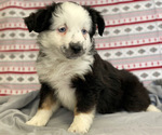 Puppy Puppy 5 Miniature Australian Shepherd