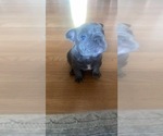 Small Photo #3 French Bulldog Puppy For Sale in FAIRFIELD, CA, USA
