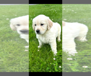 English Cream Golden Retriever Puppy for sale in WALNUTPORT, PA, USA