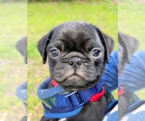 Pug Puppy for sale in GREENWOOD, LA, USA