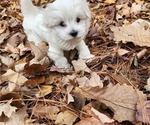 Small #5 Maltese