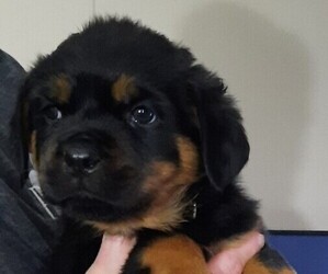 Rottweiler Puppy for sale in HERMITAGE, PA, USA