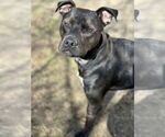 Small #4 Staffordshire Bull Terrier Mix