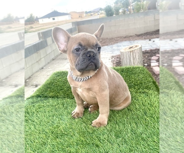 Medium Photo #9 French Bulldog Puppy For Sale in ATLANTA, GA, USA