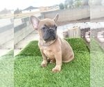 Small #8 French Bulldog