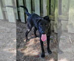 Small #2 Retriever  Mix