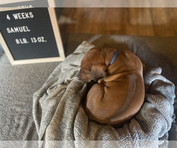 Medium Photo #8 Rhodesian Ridgeback Puppy For Sale in BOISE, ID, USA