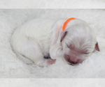 Small Photo #1 Goldendoodle Puppy For Sale in HOMELAND, CA, USA