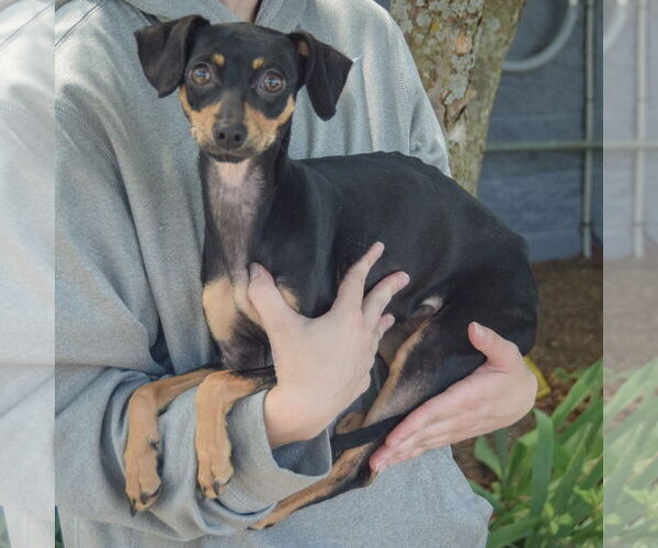 Medium Photo #2 Chipin Puppy For Sale in Huntley, IL, USA