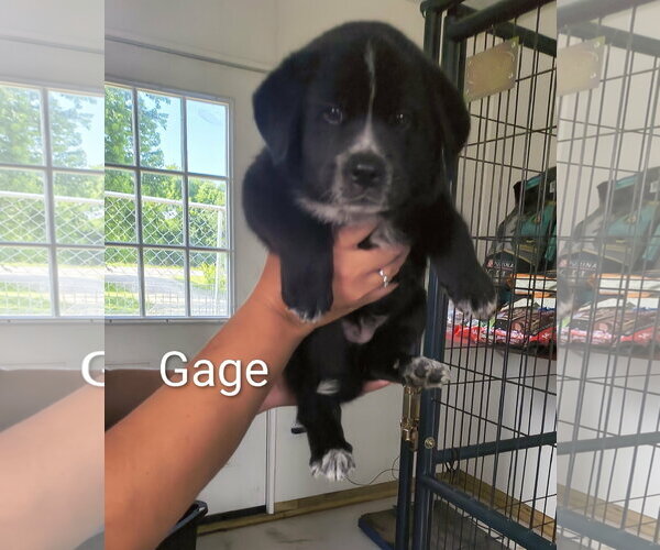 Medium Photo #1 Mutt Puppy For Sale in Stover, MO, USA