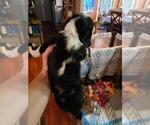 Small Photo #4 Cavalier King Charles Spaniel Puppy For Sale in ALVARADO, TX, USA