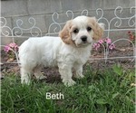 Small #1 Cavachon