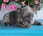 Small #1 French Bulldog