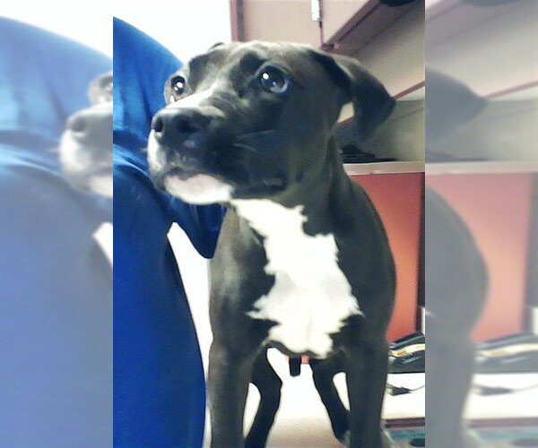 Medium Photo #1 Mutt Puppy For Sale in Fayetteville, NC, USA