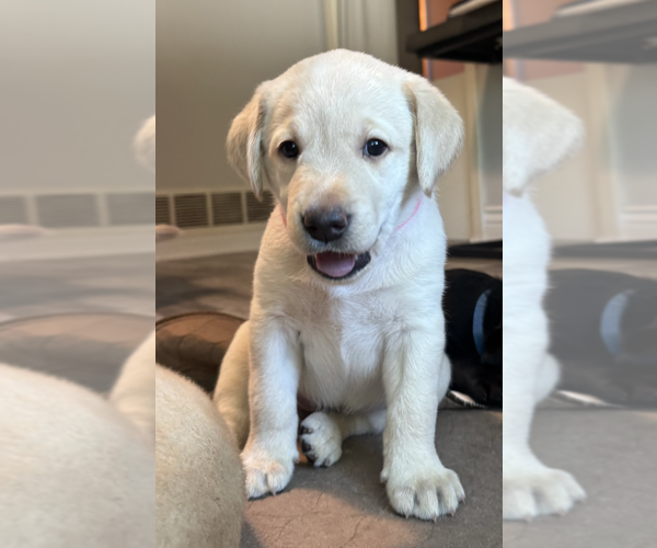 Medium Photo #1 Labrador Retriever Puppy For Sale in ARLINGTON, TX, USA