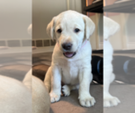 Puppy Madison Labrador Retriever
