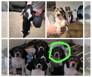 Beagle Puppy for sale in CALIFORNIA CITY, CA, USA