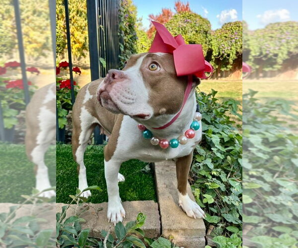 Medium Photo #10 American Pit Bull Terrier-Unknown Mix Puppy For Sale in Redlands, CA, USA