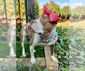 Ember - Female American Pit Bull Terrier-Unknown Mix Dog for Adoption - Photo #10