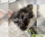 Small Photo #4 Pomeranian Puppy For Sale in BAKERSFIELD, CA, USA
