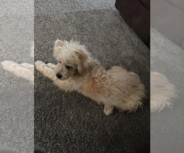 Medium Photo #1 Poodle (Miniature)-Unknown Mix Puppy For Sale in Grafton, WI, USA