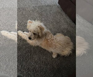 Poodle (Miniature)-Unknown Mix Dogs for adoption in Grafton, WI, USA