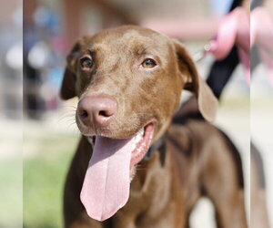 Labrador Retriever-Unknown Mix Dogs for adoption in San Antonio, TX, USA