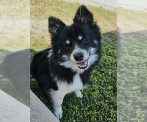 Father of the Pom-Shi puppies born on 06/19/2025
