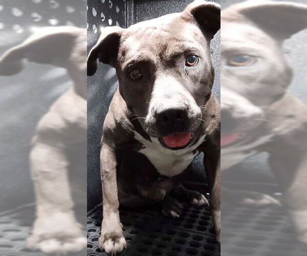 Medium Photo #1 Mutt Puppy For Sale in Downey, CA, USA